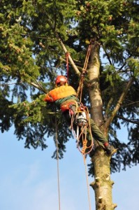 Tree Removal